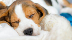 Yavru Köpekler İçin Gece Uykusu Eğitimi Nasıl Olmalıdır?