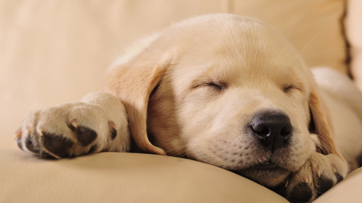 Yavru Köpekler İçin Gece Uykusu Eğitimi Nasıl Olmalıdır? Yavru Köpekler İçin Gece Uykusu Eğitimi Nasıl Olmalıdır?