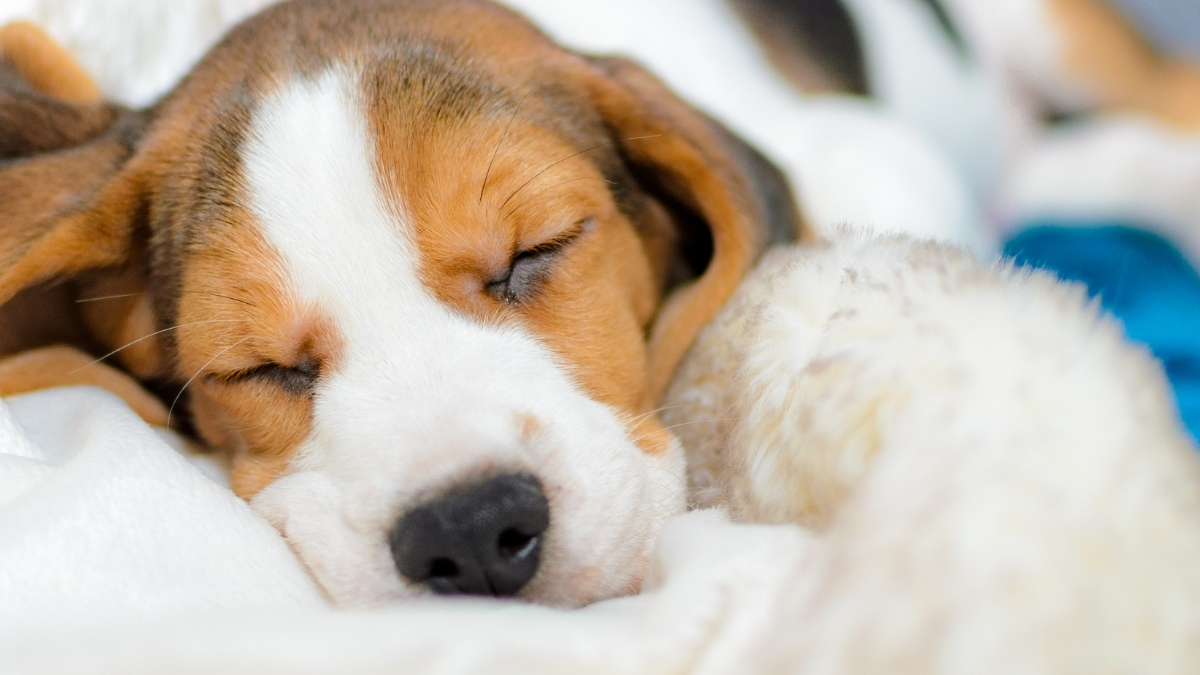 Köpeklerde Vestibüler Hastalıklar