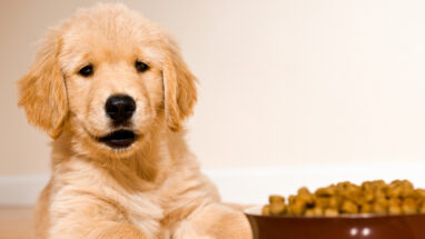 Yavru Köpekler İçin Mama Seçimi Nasıl Yapılmalıdır?