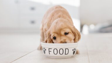 Yavru Köpekler Yetişkin Köpek Maması Yiyebilir Mi?