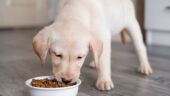 Yavru Köpeklerde İştahsızlık Neden Olur?