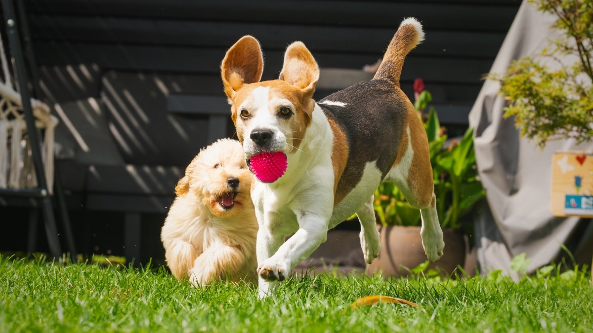 Yavru Köpeklerin En Sevdiği Oyun Yöntemleri Yavru Köpeklerin En Sevdiği Oyun Yöntemleri