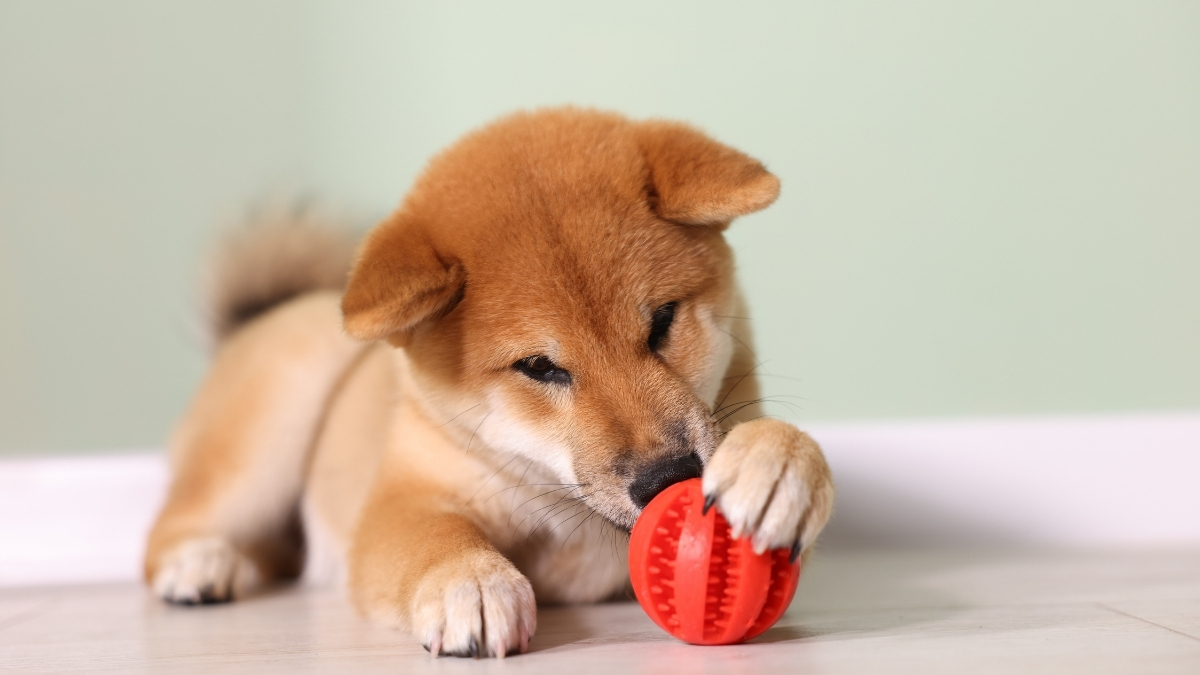 Yavru Köpeklerin En Sevdiği Oyun Yöntemleri Yavru Köpeklerin En Sevdiği Oyun Yöntemleri
