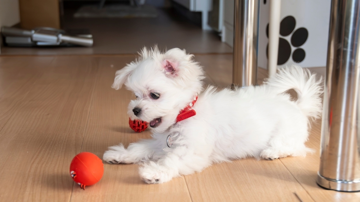 Yavru Köpeklerin En Sevdiği Oyun Yöntemleri Yavru Köpeklerin En Sevdiği Oyun Yöntemleri
