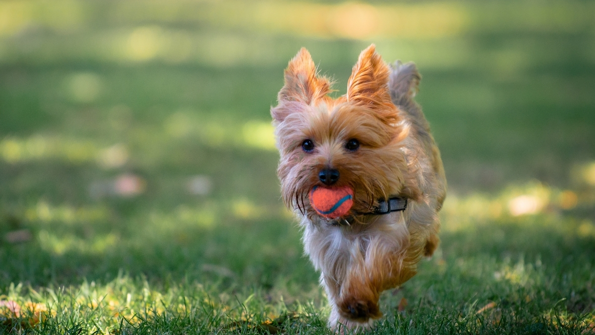 Yavru Köpeklerin En Sevdiği Oyun Yöntemleri Yavru Köpeklerin En Sevdiği Oyun Yöntemleri