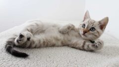 Kedi Hastalıkları Nelerdir?