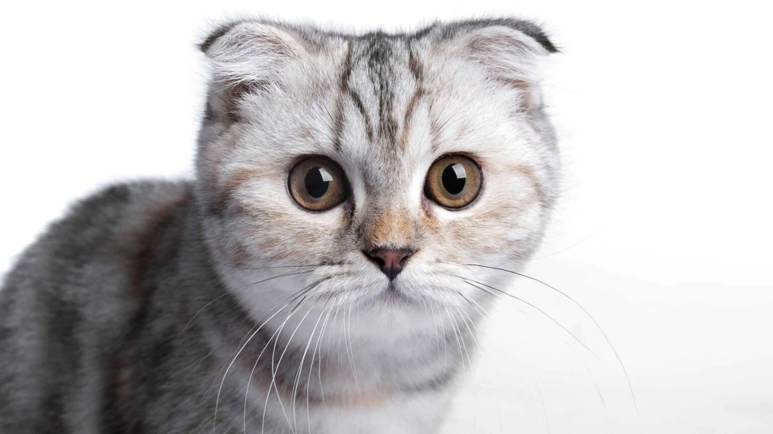 Kısa Kulaklı Kedi (Scottish Fold) Irkı Hakkında Bilgiler Zoo Blog