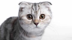 Kısa Kulaklı Kedi (Scottish Fold) Irkı Hakkında Bilgiler
