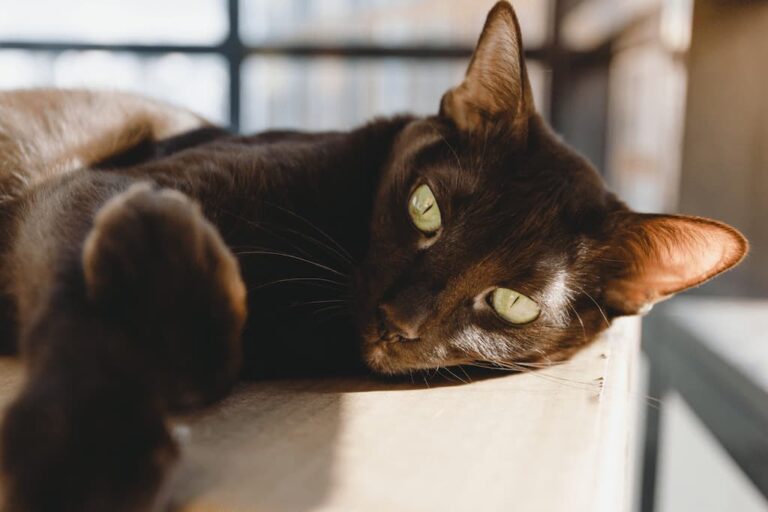 York Chocolate Kedi Irkı Özellikleri, Karakteri, Bakımı ve Beslenme