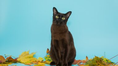 York Chocolate Kedi Irkı Özellikleri, Karakteri, Bakımı ve Beslenme İhtiyacı