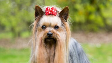 Yorkshire Terrier Köpek Cinsi Hakkında Bilgiler