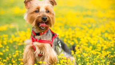 Yorkshire Terrier Irkı Hakkında Daha Önce Duymadığınız 18 Bilgi