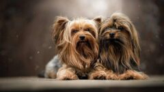 Yorkshire Terrier Özellikleri ve Bakımı