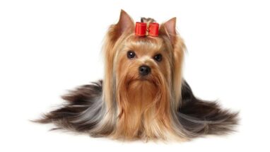 Terrier Köpek Irkı Özellikleri Nelerdir? Bu Köpeklerin Bakımı Nasıl Yapılmalıdır?