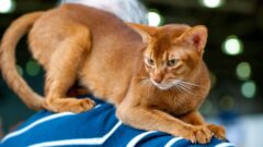 Abyssinian (Habeş Kedisi) Irkı Özellikleri ve Karakter Yapısı