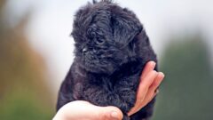 Affenpinscher Köpek Irkı Özellikleri ve Bakımı