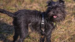 Affenpinscher Köpek Irkı Özellikleri ve Bakım İhtiyacı