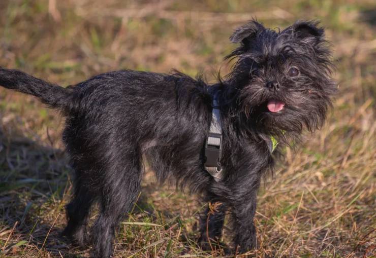Affenpinscher Köpek Irkı Özellikleri ve Bakım İhtiyacı