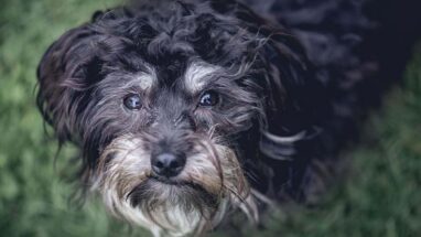 Affenpinscher Köpek Irkı Özellikleri ve Bakımı