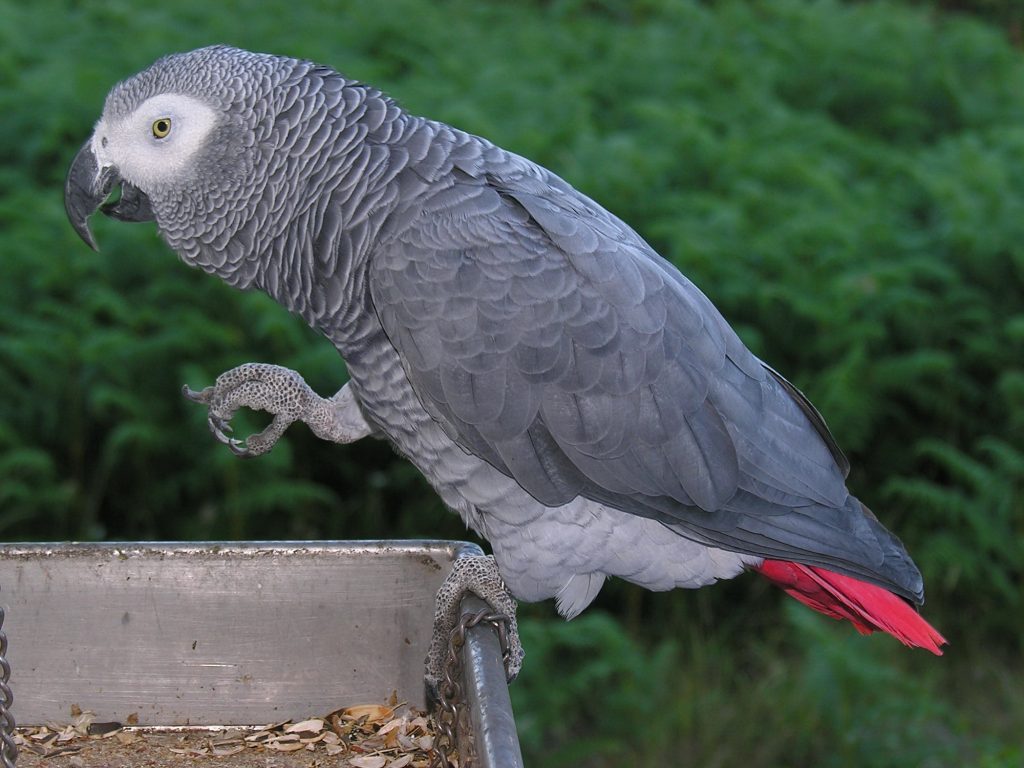 Afrika Gri Papağan Beslenme