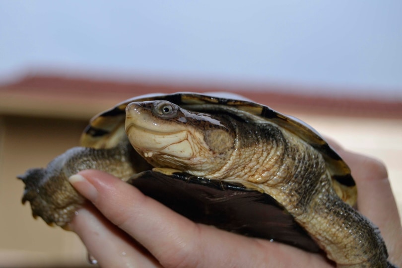 Afrika Sideneck Kaplumbağası 