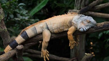 Iguana Beslemek Hakkında Bilgiler,Beslenme ve Bakımı