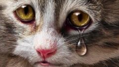 Ağlayan Kedi Olur Mu? Kediler Ağlar Mı?