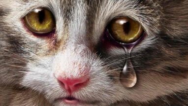 Ağlayan Kedi Olur Mu? Kediler Ağlar Mı?
