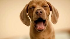 Köpek Kusması Nedir? Neden Olur?