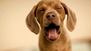 Köpek Kusması Nedir? Neden Olur?