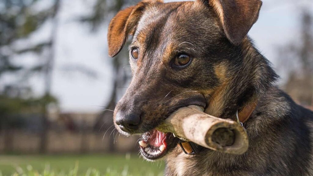 Köpekler Kemik Yer mi?