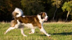 Aidi Köpek Irkı Özellikleri ve Bakımı