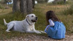 En Popüler Aile Köpeği Irkları