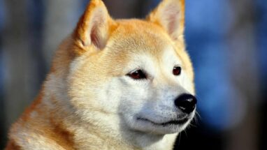 Ainu Dog Irkı Özellikleri ve Bakımı