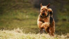 Airedale Terrier Köpek Irkı Özellikleri ve Bakımı