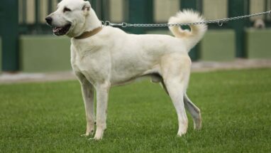 Akbaş Çoban Köpeği Genel Özellikleri ve Karakter Yapısı