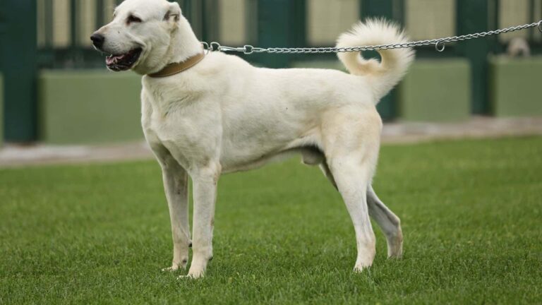 Akbaş Çoban Köpeği Genel Özellikleri ve Karakter Yapısı