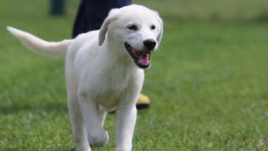 Akbaş Köpek Irkı Özellikleri ve Kökeni