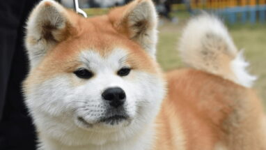 Akita Inu (AKITA) Köpek Irkı Özellikleri, Bakımı ve Sağlık