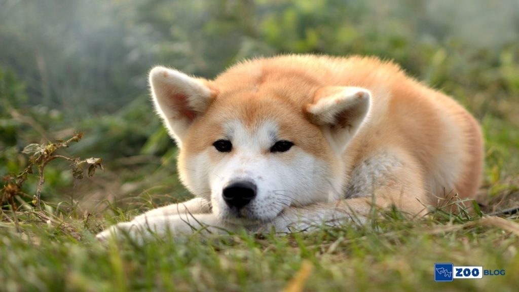 Akita Inu Köpeği Karakteri, Özellikleri, Bakımı