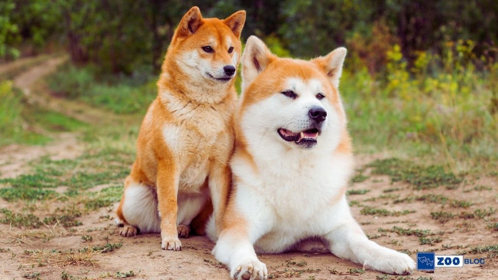 Akita Inu Köpeği Karakteri, Özellikleri, Bakımı