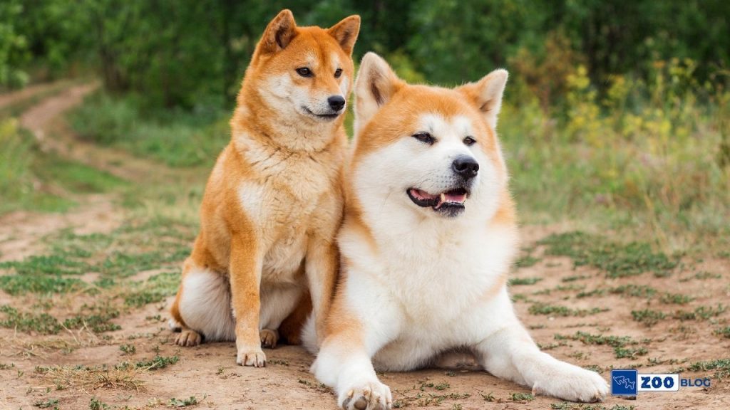 Akita Köpek Ne Yer
