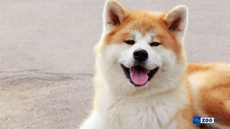 Akita Köpek Ne Yer? Ne ile Beslenir?