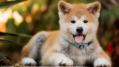 Akita Köpek Irkı Özellikleri ve Bakımı
