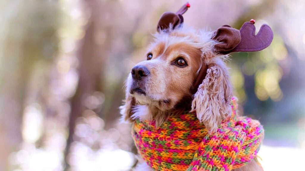 Köpekler Üşür mü?