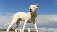 7 Maddede En İyi Alan Koruma Köpeği