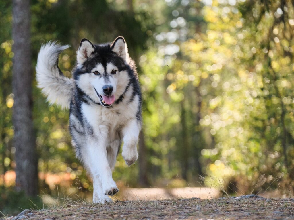 Alaska Kurdu Köpek Özellikleri ve Bakımı