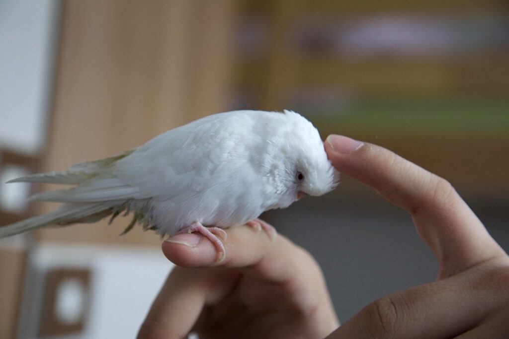 albino muhabbet kuşu