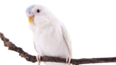 Albino Muhabbet Kuşu Özellikleri Nelerdir?